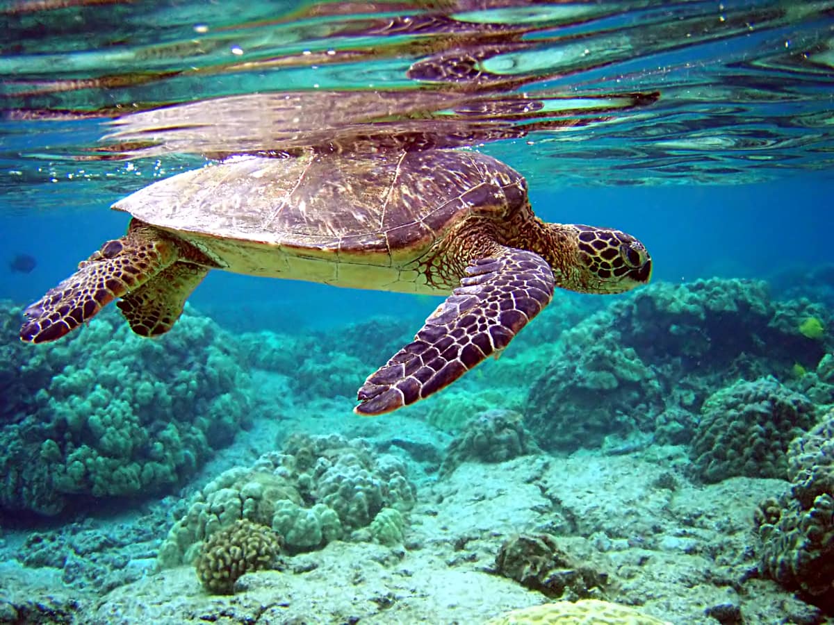 After decades of work, conservationists are celebrating the return of the green sea turtle